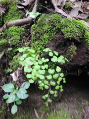 Adiantum poiretii