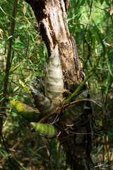 Mormodes