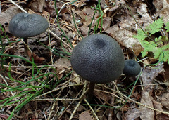 Entoloma corvinum