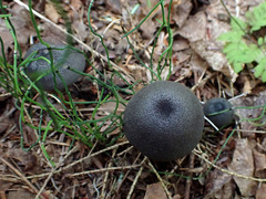 Entoloma corvinum