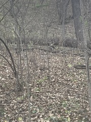 Sciurus carolinensis leucotis