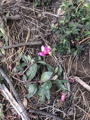 Oenothera deserticola