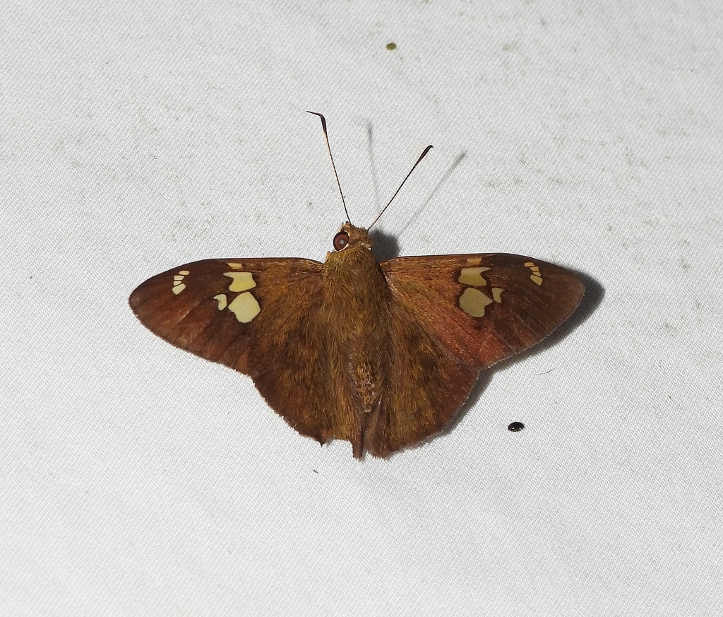 Nascus paulliniae