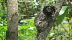 Callithrix penicillata