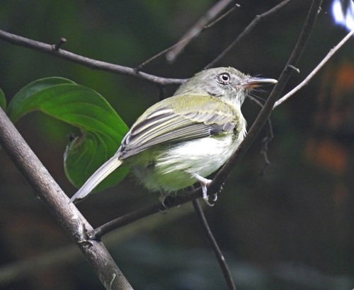Snethlage's Tody-Tyrant