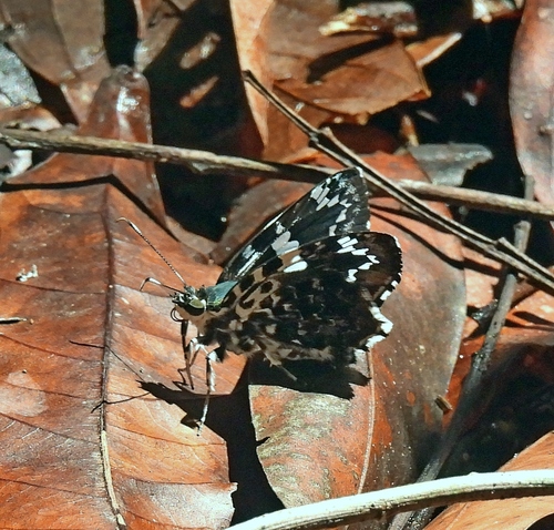 Marela tamyris