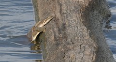 Apalone mutica mutica