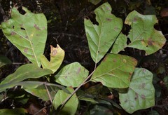 Quercus arkansana