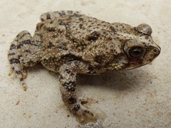 Rhinella beebei