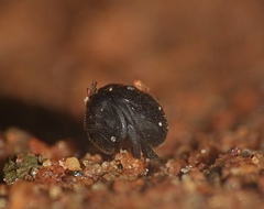 Ceratocanthinae