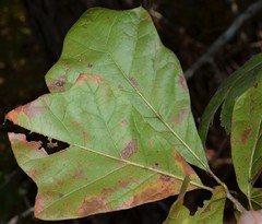 Quercus arkansana