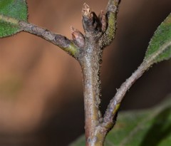 Quercus arkansana