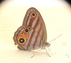 Chloreuptychia chlorimene