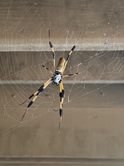 Trichonephila clavipes image