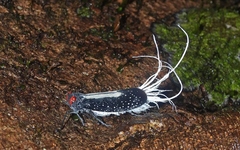 Lystra lanata