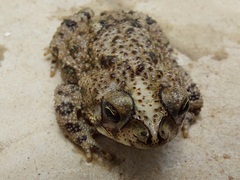 Rhinella beebei