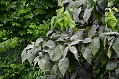 Cordia sulcata