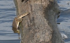 Apalone mutica mutica