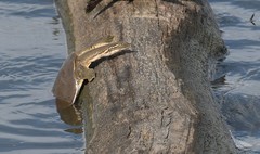 Apalone mutica mutica