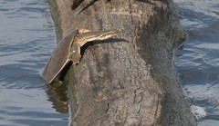 Apalone mutica mutica