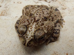Rhinella beebei