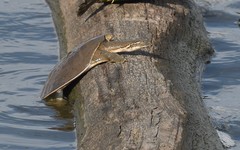 Apalone mutica mutica