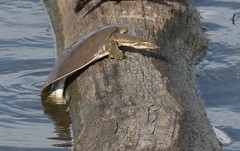 Apalone mutica mutica