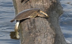 Apalone mutica mutica