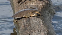 Apalone mutica mutica