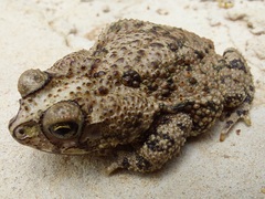 Rhinella beebei