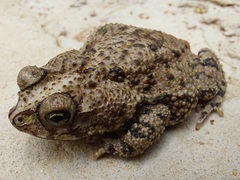 Rhinella beebei