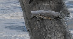 Apalone mutica mutica