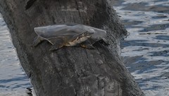 Apalone mutica mutica