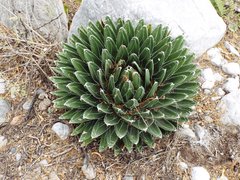 Agave victoriae-reginae