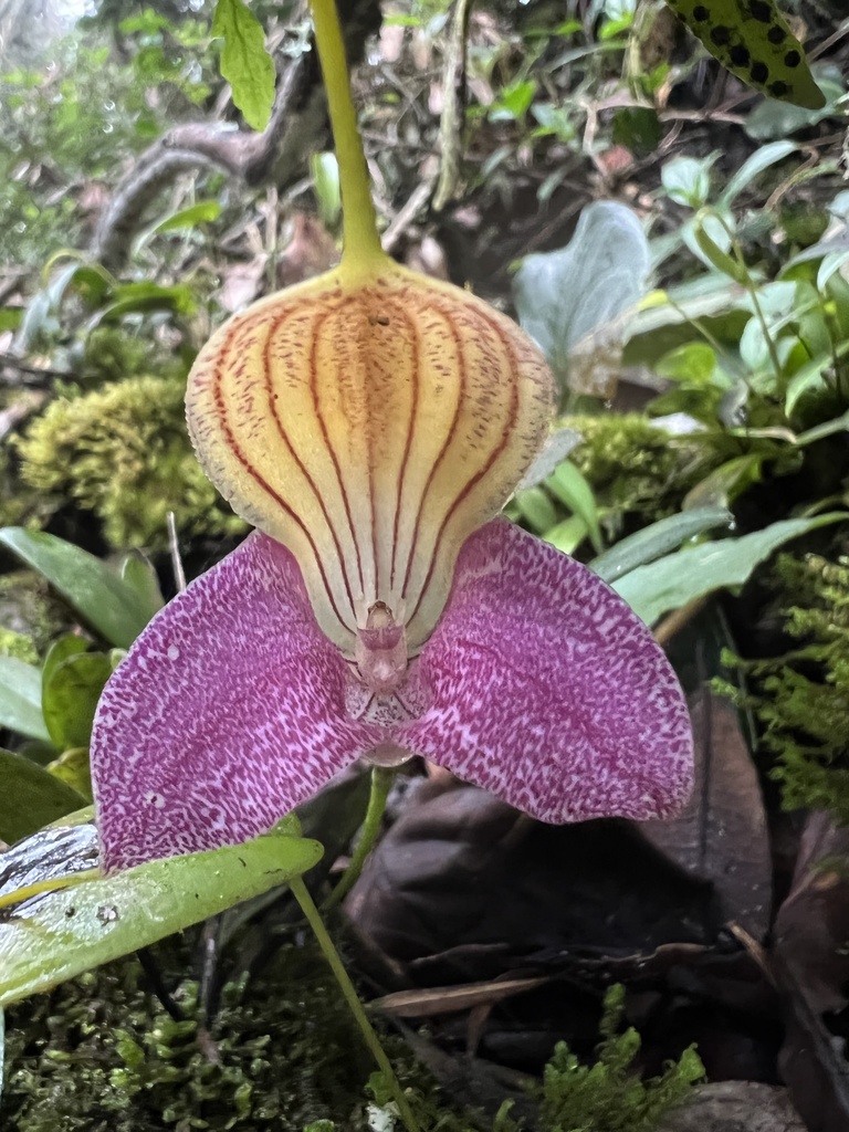Masdevallia caudata