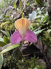 Masdevallia caudata