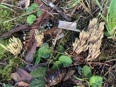 Ramaria apiculata