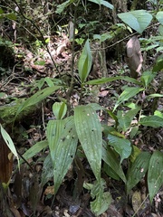 Corymborkis forcipigera