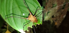 Ventrivomer ancyrophorus