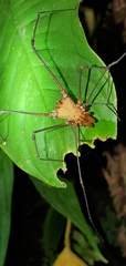 Ventrivomer ancyrophorus
