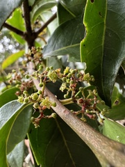 Zinowiewia australis