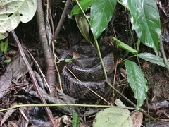Bothrops monsignifer