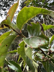 Zinowiewia australis