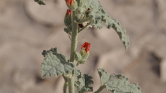 Sphaeralcea orcuttii