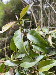 Zinowiewia australis