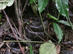Bothrops monsignifer