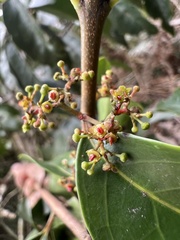 Zinowiewia australis