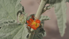 Sphaeralcea orcuttii