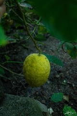 Citrus medica