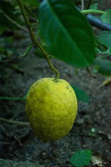 Citrus medica